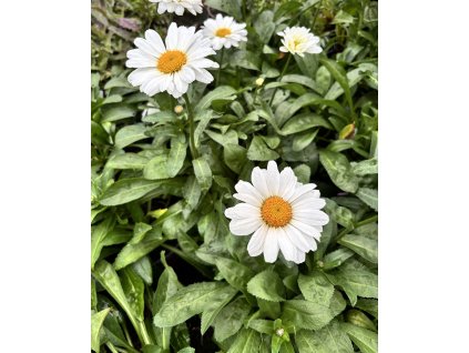 Kopretina velkokvětá (velká rostlina)