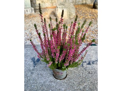 Vřes obecný (Calluna vulgaris) ‘Amethyst’