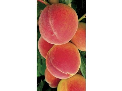 Snímek obrazovky 2025 02 23 v 20.01.20