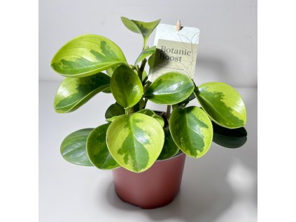 Peperomia obtusifolia 'Lemon Lime'