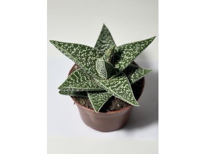 Gasteraloe ‘Aveo’