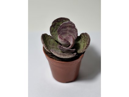 Kalanchoë ‘Zebra’