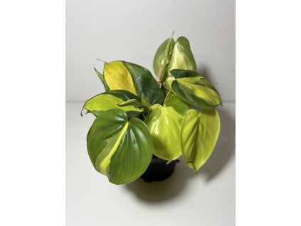 Philodendron scandens ‘Brasil’