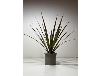 Dracaena marginata ‘Magenta’