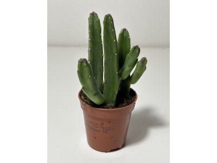 Stapelia leendertziae