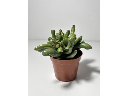 Crassula ovata 'Hobbit' (8,5cm)