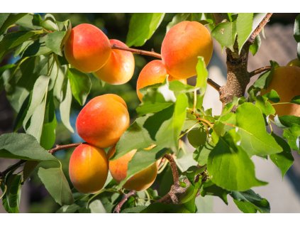 Meruňka Velkopavlovická