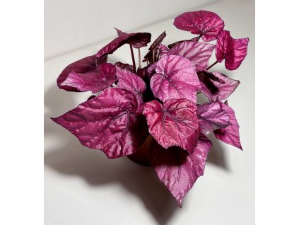 Begonia Beleaf® 'Inca Flame'