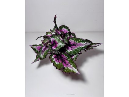 Begonia Beleaf® ‘Pink Splash’