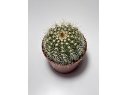 Notocactus mammulosa