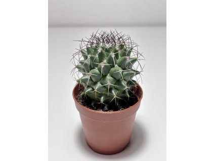 Gymnocalycium anisitsii