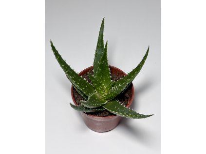 Aloe juvenna