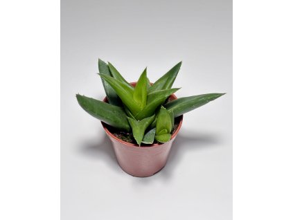 Haworthia cymbiformis