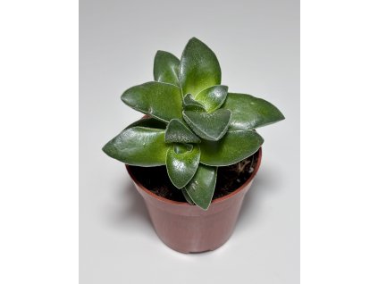 Crassula 'Springtime'