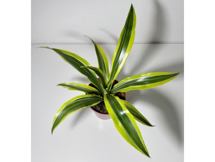 Dracaena fragrans 'Lemon Lime'