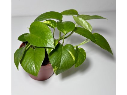 Epipremnum pinnatum 'Aureum'