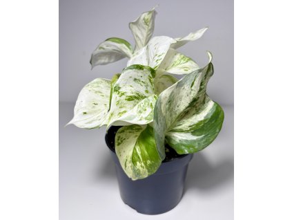 Epipremnum pinnatum 'Happy Leaf'