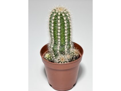 Echinocereus reichenbachii