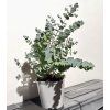 Eukalyptus cinerea ‘Silver Dollar’