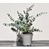Eukalyptus cinerea ‘Silver Dollar’