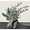 Eukalyptus cinerea ‘Silver Dollar’
