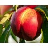 Nektarinka Crimson Gold