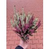 Vřes obecný – Calluna vulgaris ‘Twins’