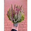 Vřes obecný – Calluna vulgaris ‘Tri Color’