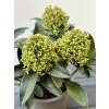 🌿 Skimie japonská ‘Godrie’s Dwarf’ – Skimmia japonica (samčí)
