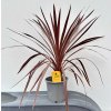 Kordylina jižní ‘Red Star’ – Cordyline australis ‘Red Star’