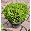 Hebe ‘Green Globe’ – Hebe odora ‘Green Globe’ (větší rostlina)