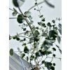 Eukalyptus gunnii ‘Azura’ (mrazuvzdorný)