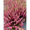 Vřes obecný (Calluna vulgaris) ‘Amethyst’