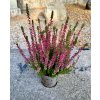 Vřes obecný (Calluna vulgaris) ‘Amethyst’