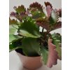 Kalanchoë pinnata