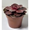 Echeveria ‘Magic Red’