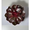 Echeveria ‘Magic Red’