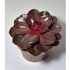 Echeveria ‘Magic Red’