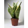 Sansevieria trifasciata ‘Futura Superba’