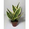 Sansevieria trifasciata ‘Futura Superba’