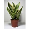Sansevieria trifasciata ‘Futura Superba’