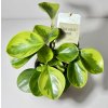 Peperomia obtusifolia 'Lemon Lime'