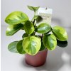 Peperomia obtusifolia 'Lemon Lime'