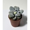 Pachyphytum oviferum 'Rubra'