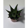 Haworthia limifolia