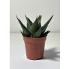 Haworthia limifolia