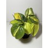 Philodendron scandens ‘Brasil’