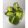 Philodendron scandens ‘Brasil’