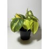 Philodendron scandens ‘Brasil’