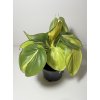 Philodendron scandens ‘Brasil’